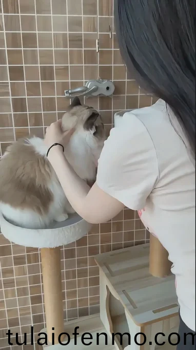 亚欧洲大片精品免费观看视频